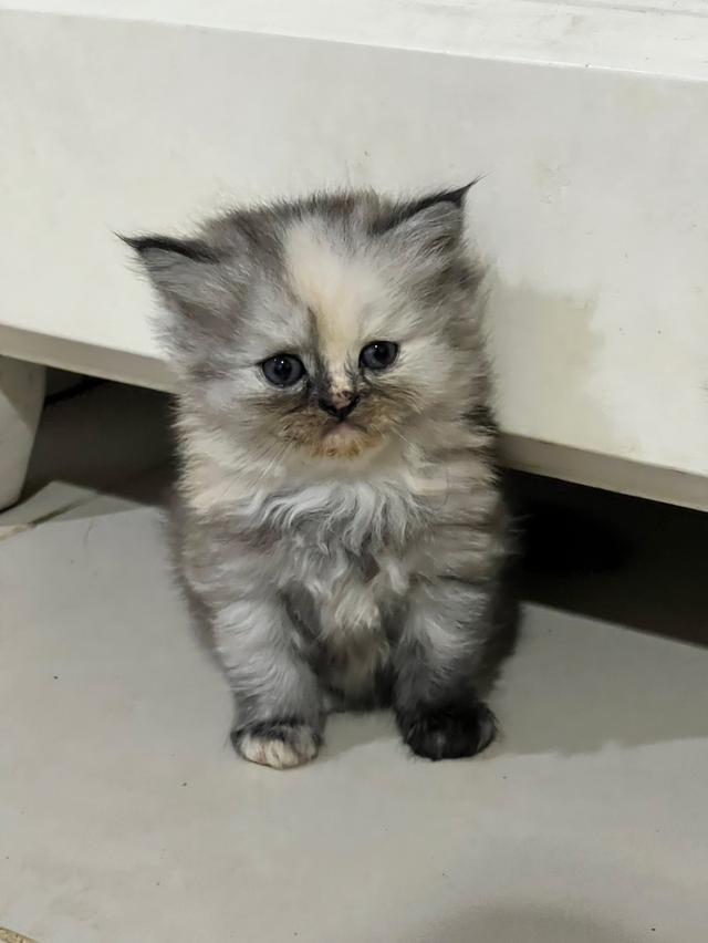 น้องแมว 5