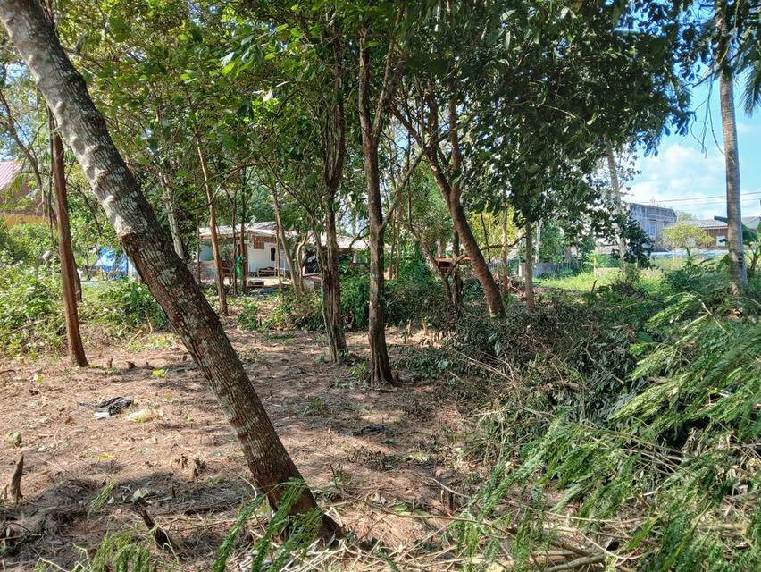 ขายที่ดินเปล่าโฉนด 1 งาน 14 ตร.ว. อยู่ในชุมชน ต.นาชะอัง อ.เมืองชุมพร ห่างศาลากลางจังหวัดเพียง 3 กม. ที่เนินปลอดภัยจากน้ำท่วม เจ้าของเองครับ 5