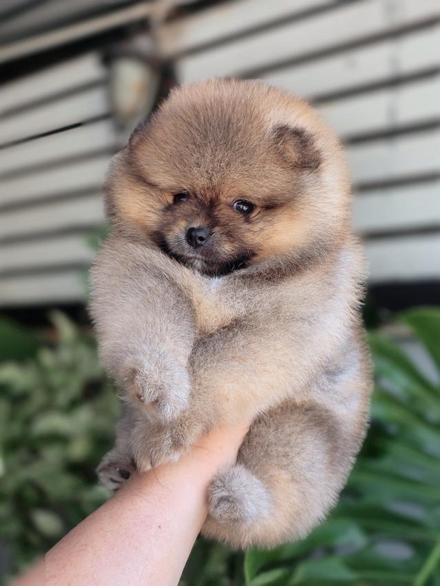 ปอมหน้าหมีพันธุ์แท้เพศเมียพร้อมย้ายบ้าน รูปที่ 3