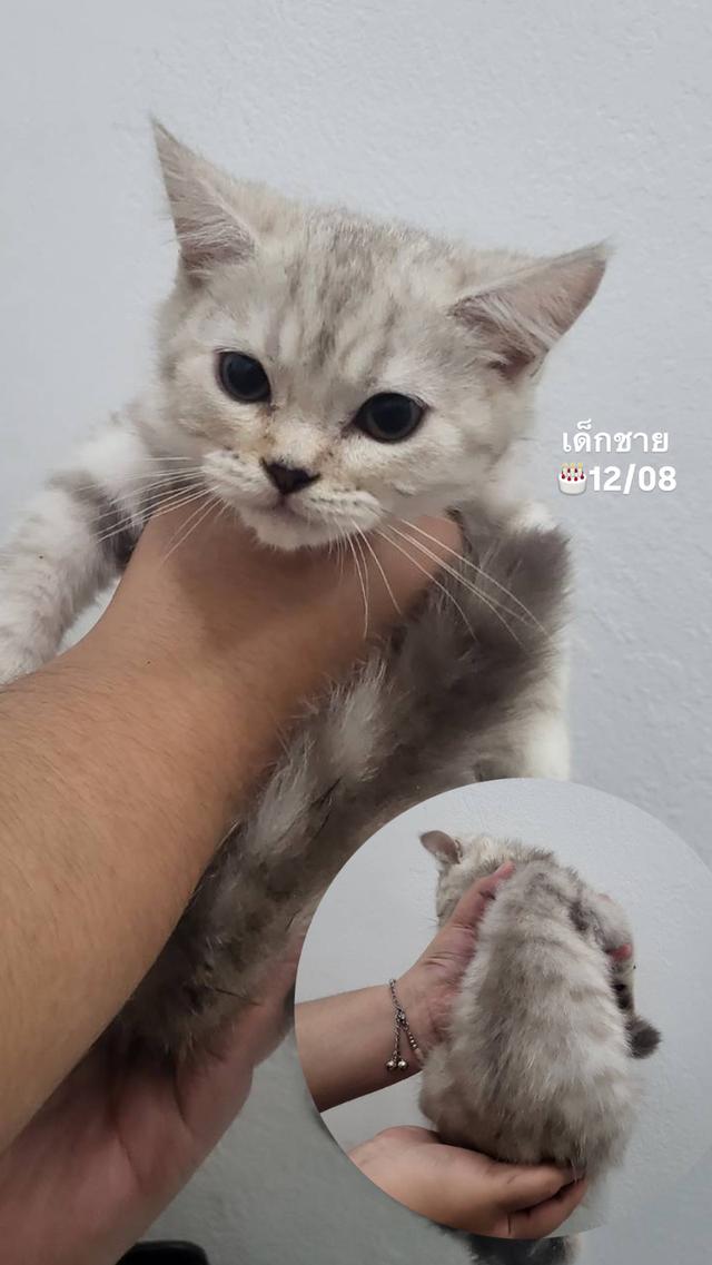 ด.ช.สก็อตติช ตัวเมืองนครปฐม พร้อมย้าย