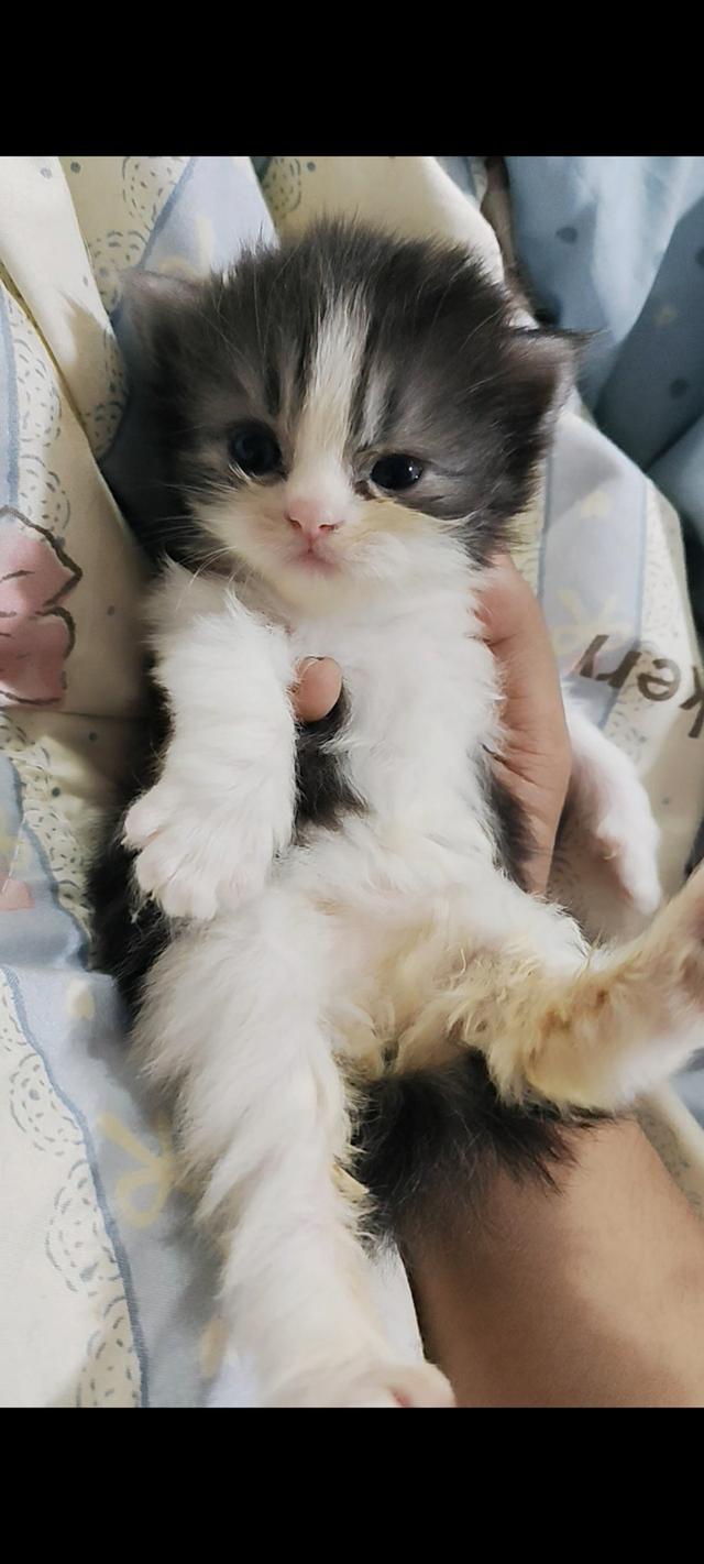 แมวเปอร์เซียแท้เพศชาย  2