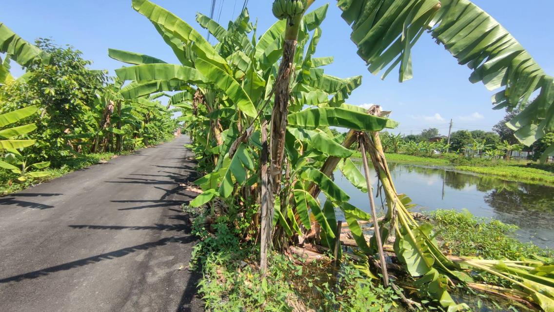 ขายด่วน ที่ดิน 200ตร.วา เขตคลองสามวา  แขวงทรายกองดินใต้ มีนบุรี กทม. 1