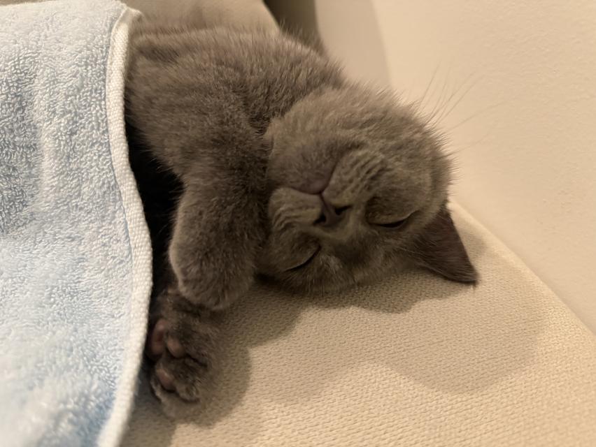 แมว British short hair กทม เท่านั้นค่ะ รูปที่ 12