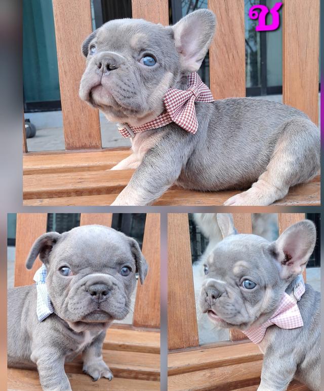 เฟรนซ์ บลูด็อก ไลแลคแทน