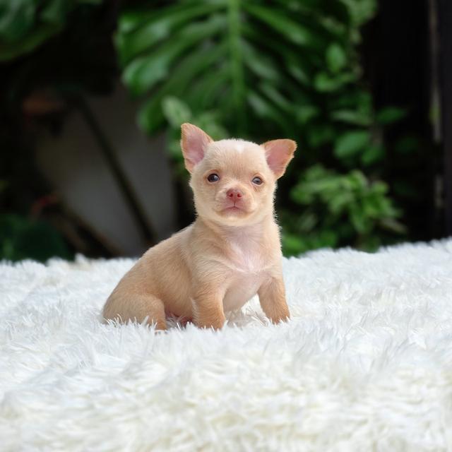 น้องชีโน่ตัวจิ๋วชิวาวาขนสั้นพันธุ์แท้น่ารักมาก