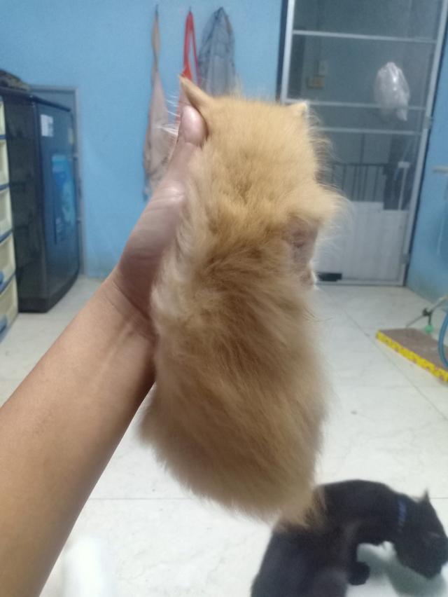 ลูกแมวเปอร์เซีย