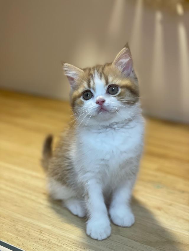 ลูกแมวมันช์กิ้น ขาสั้น และขาปกติ รูปที่ 9