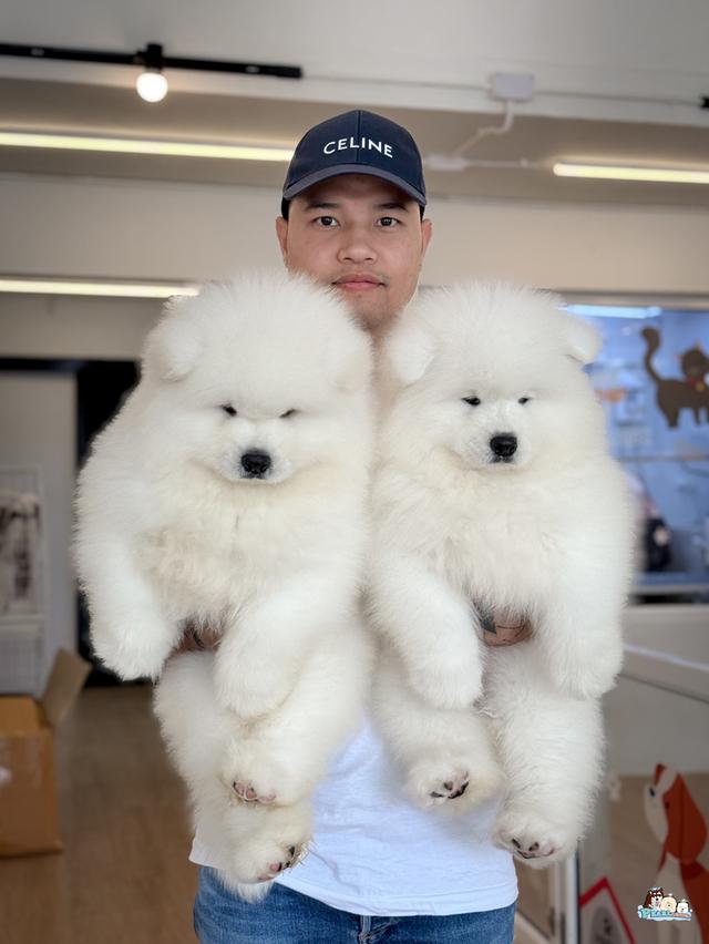 น้องซามอยด์ นำเข้าจากประเทศจีน