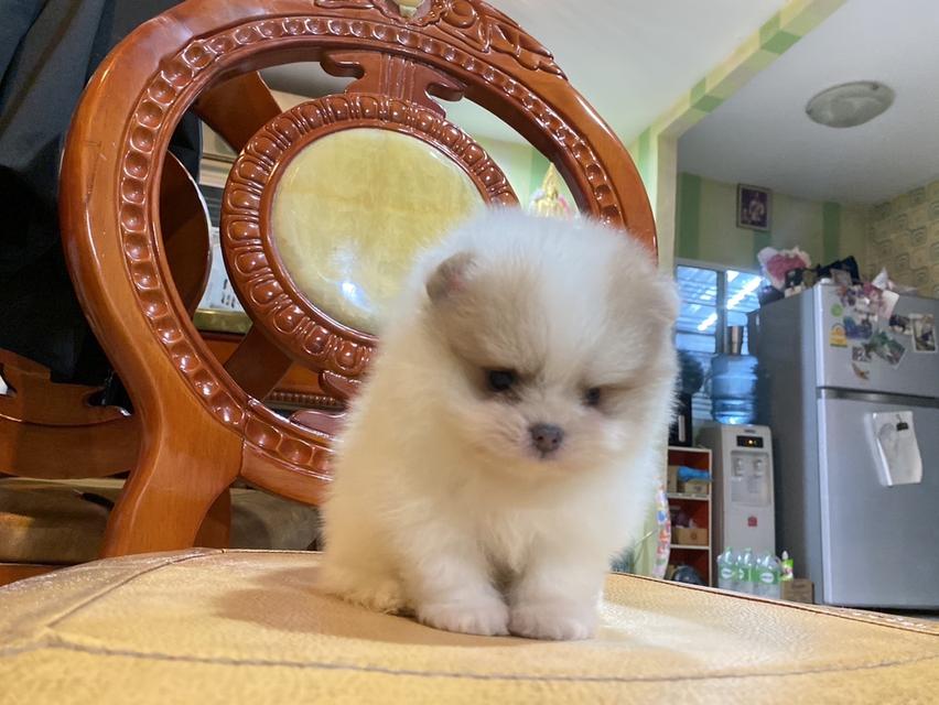 ลูกปอมแท้ น่ารัก พร้อมส่ง มาดูตัวจริงได้