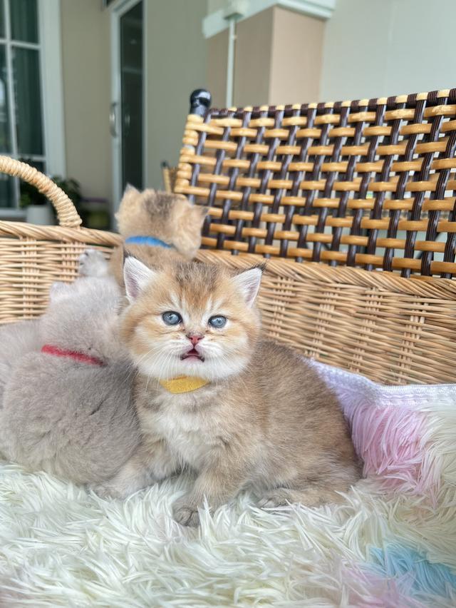 ดช.บริติช❌️ได้บ้าน 3