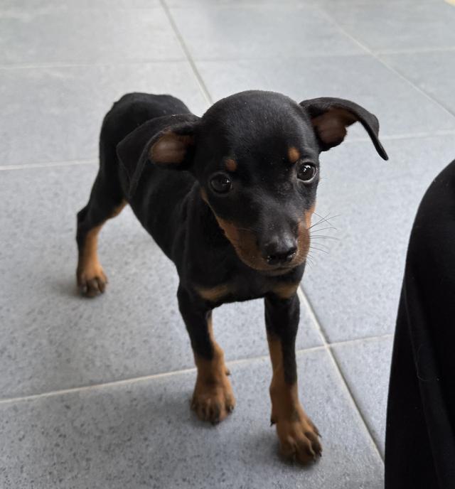 ลูกสุนัขพันธุ์มิเนเจอร์ (Miniature Dogs) 8