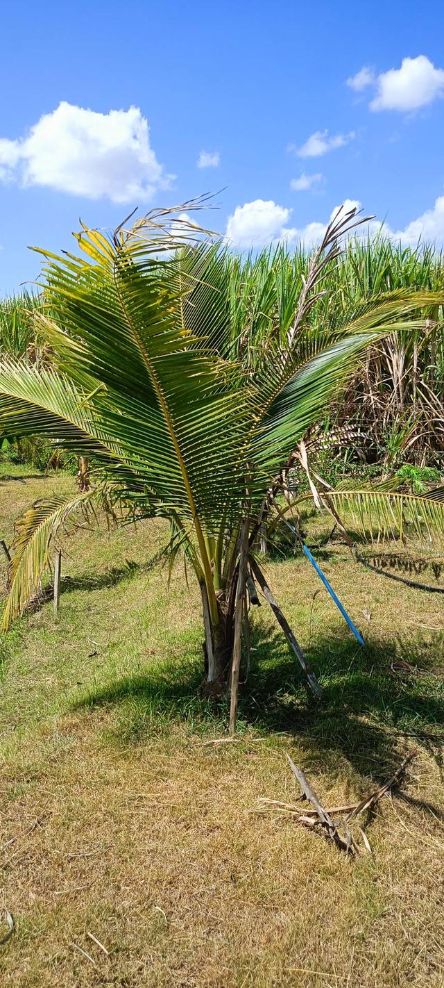 ที่ดินสไตล์ปลูกบ้านสวน รูปย่อยที่ 4