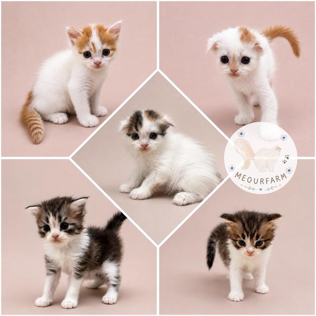 เปิดจองลูกแมวสกอตทิศ โฟร์