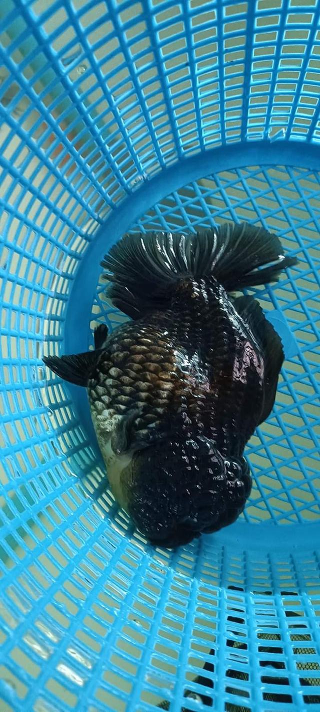 ปลาทองตัวอ้วนสีดำ 2