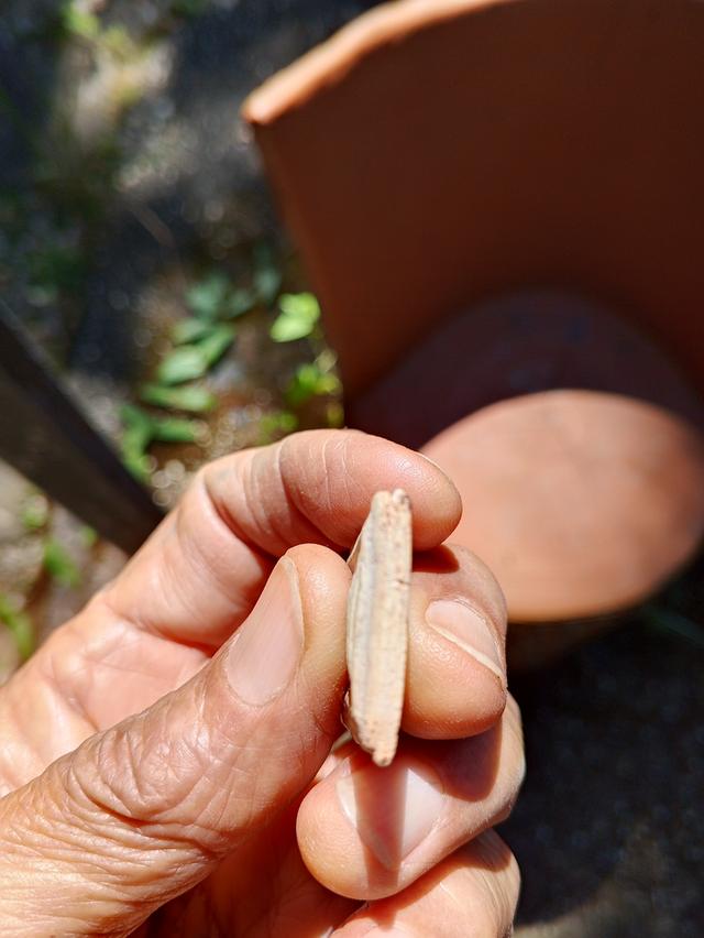 ให้เช่าพระสมเด็จเกศไชโยเจ็ดชั้น 5