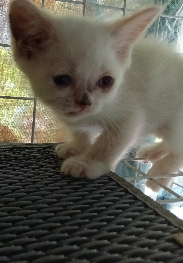 สก็อตติช เปอร์เซีย ตัวขาว น่ารัก รูปย่อยที่ 3