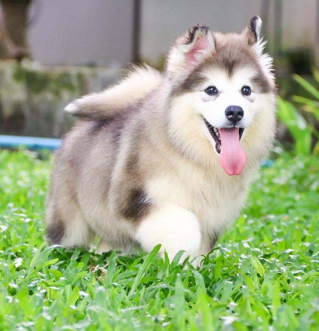 อลาสกัน เพศผู้ เชียงใหม่ ราคาถูก