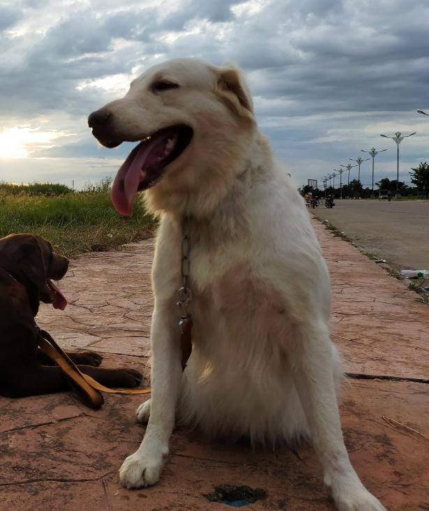 ขาย White Golden Retriever ตัวโตสมวัย 4