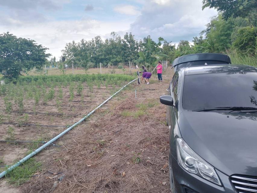 ที่ดินว่างเปล่า อ.หนองหญ้าไซร์ จ.สุพรรณบุรี 6