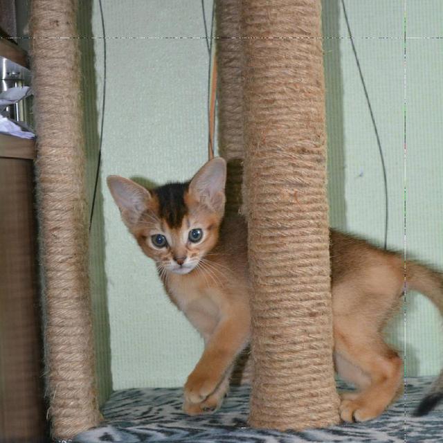 Abyssinian Kittens | WhatsApp me : +66 63 826 3042 รูปที่ 1