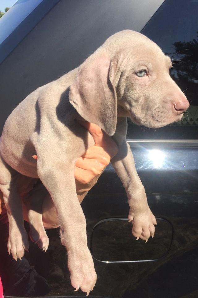 Weimaraner Puppies  WhatsApp me : ( +63 985 762 7466 ) 4