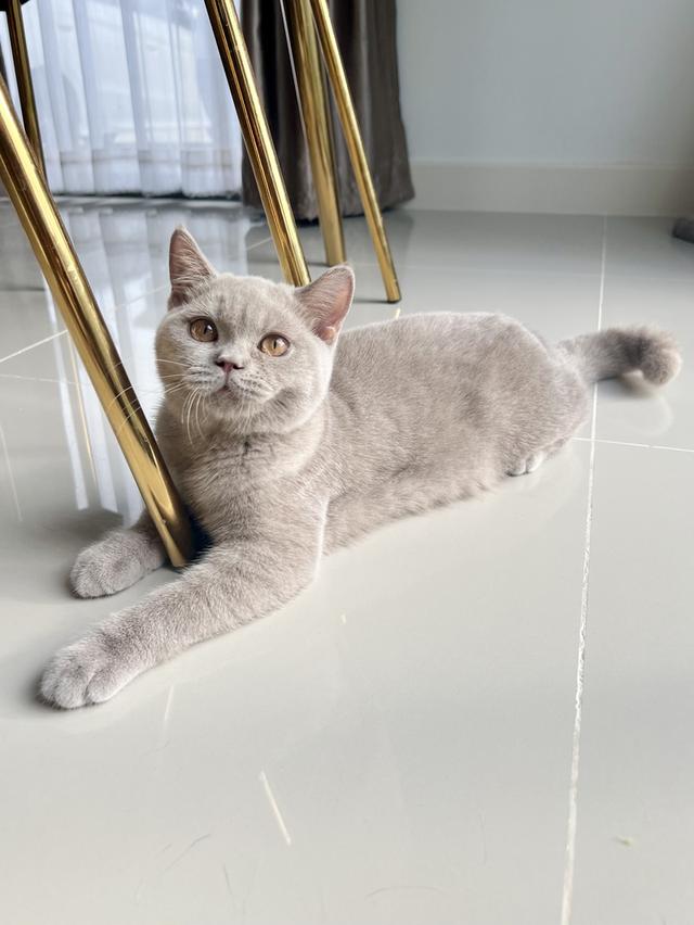 แมว บริติช เพศเมีย 3