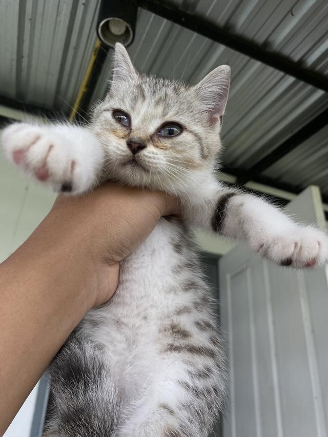 เจ้าชาบู น่ารักมาก