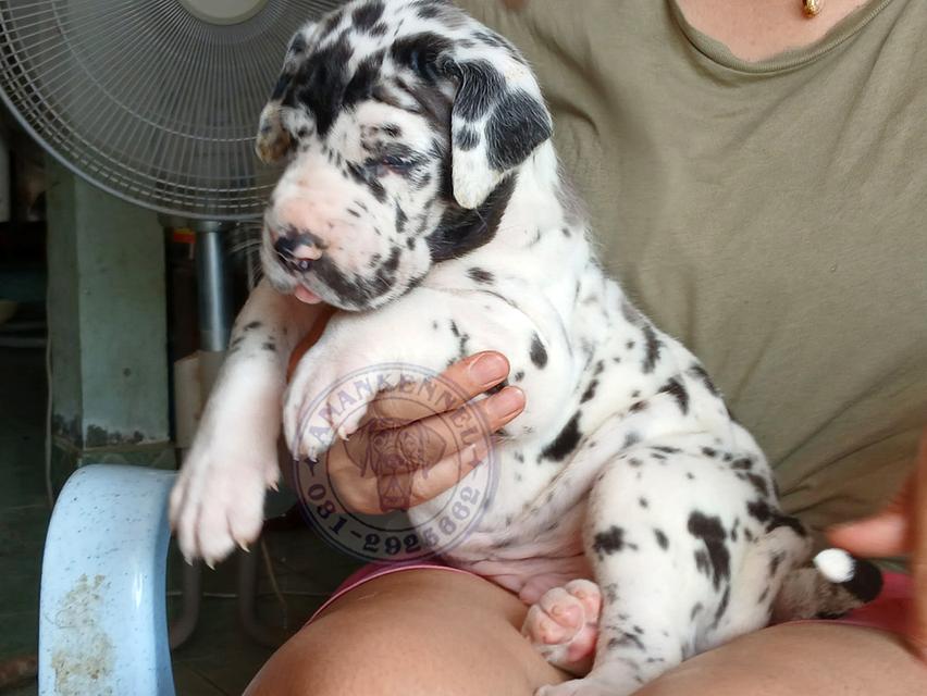 สุนัข เกรทเดน Great dane รูปที่ 4