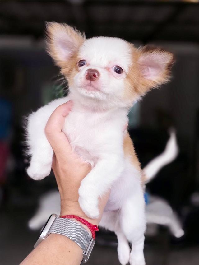 ชิวาวาแท้ขนยาว เพศเมีย พร้อมย้ายบ้าน