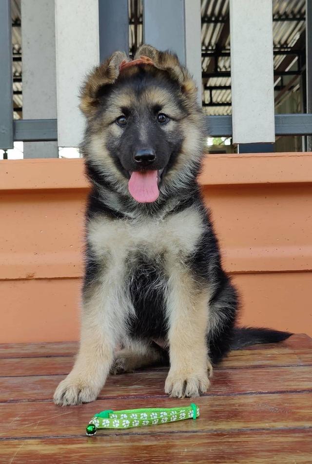 ลูกสุนัขเยอรมันเชพเพิร์ด