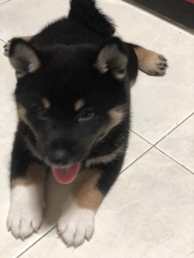 ลูกสุนัขชิบะอินุแท้ เพศผู้สี Black tan อายุ 2 เดือน 8