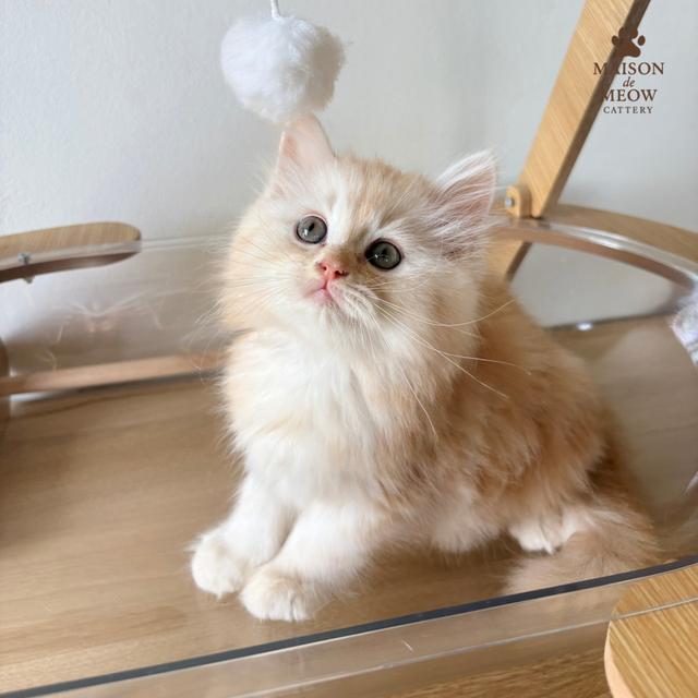 ❌🏠 ได้บ้านหมดแล้ว สก็อตติสชายคู่ ส้มอ่อน 2