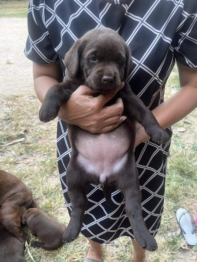 สุนัขลาบราดอร์ รีทรีฟเวอร์ 2