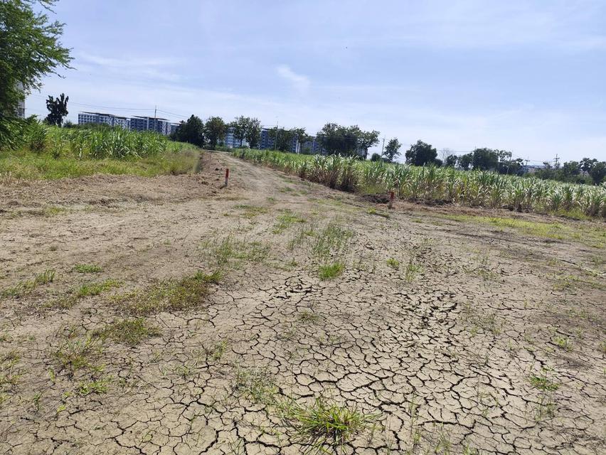 ขายที่ดินเปล่ายกแปลง 5 ไร่ โฉนด สวยมากก อาจจะแบ่งขายได้ พร้อมเจรจาคนซื้อจริงๆ นครปฐม 8