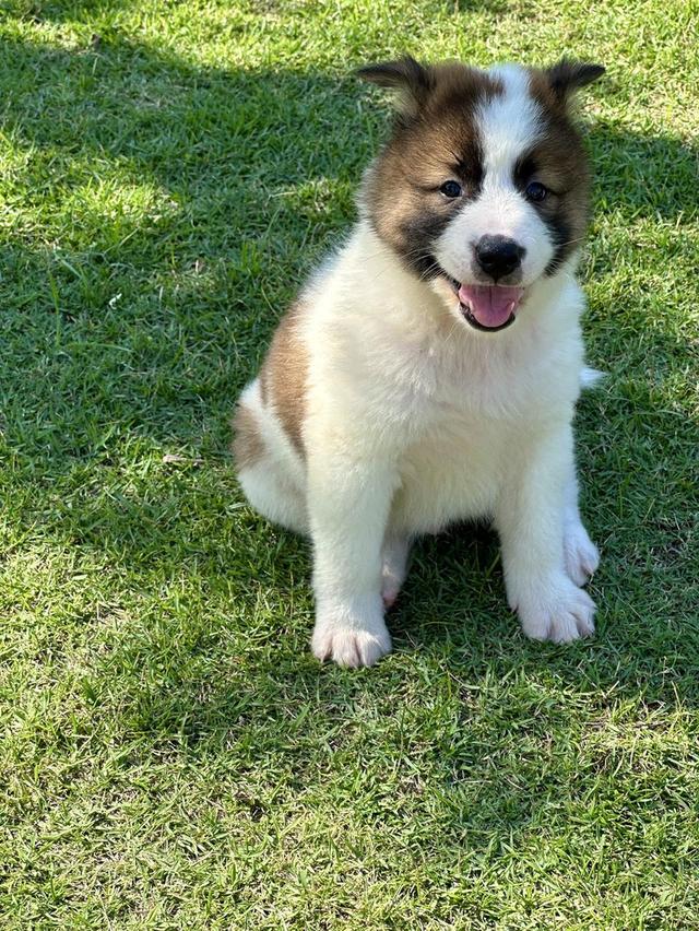 Thai Bangkaew Puppies for sale รูปที่ 2