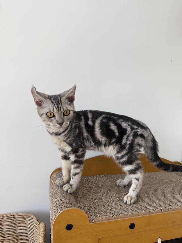 ลูกแมวพันธุ์สก๊อตติชแท้