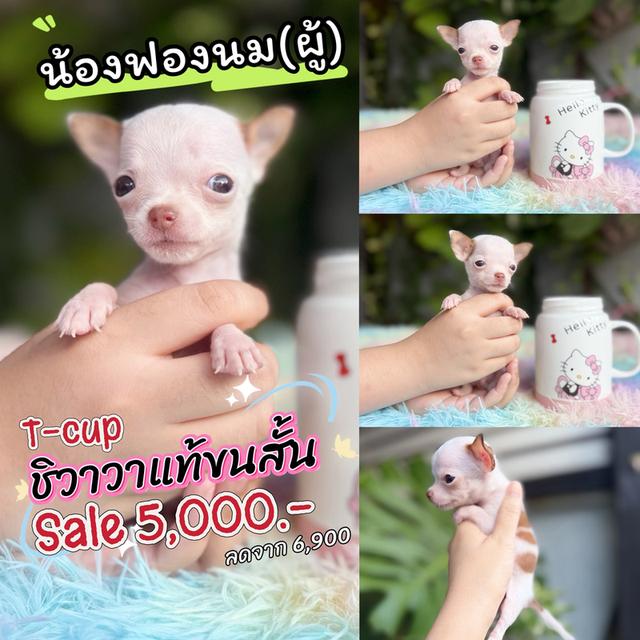 ชิวาวาแท้ ขนสั้นทีคัพ เพศผู้