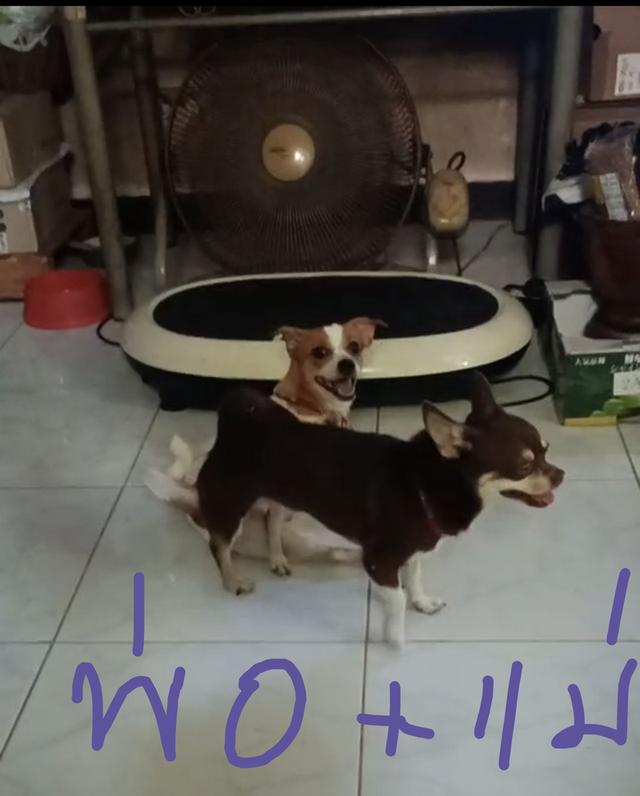 ขายลูกสุนัขชิวาวา (เลี้ยงบ้าน) 12