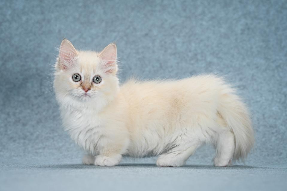 Munchkin Kittens for sale