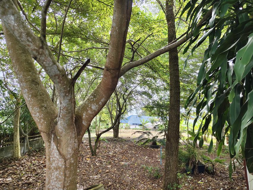 ที่ดินพร้อมอาคาร ห้องแถว โกดังเก็บของ 6