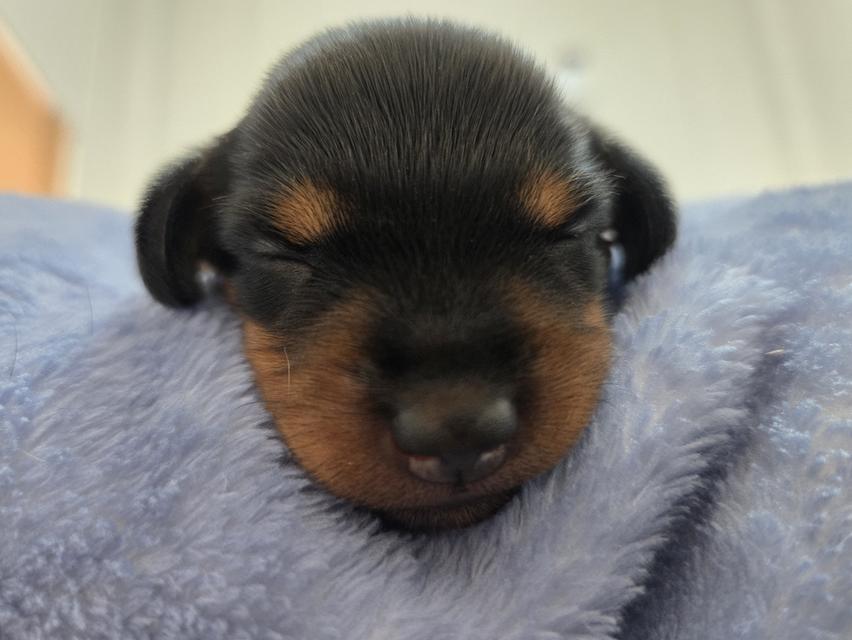Dachshund puppies ready for new home April 20th. รูปที่ 3