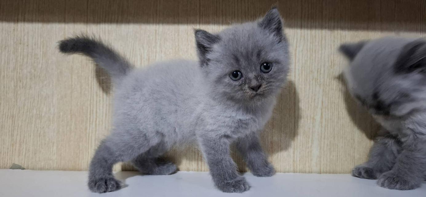 ลูกแมวบริติชBritish Longhair & Shorthair