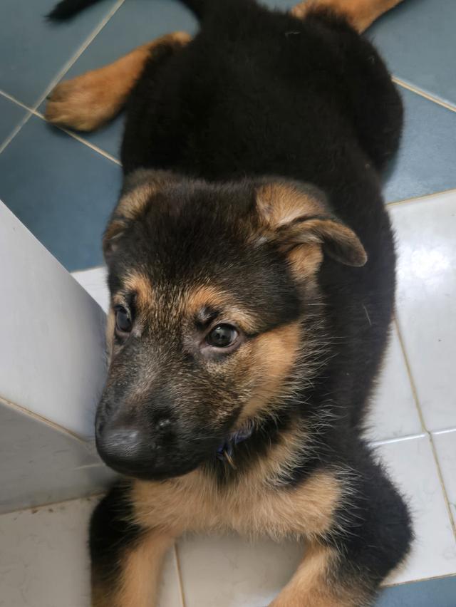 Urgent Sale German Shepherd Puppies and Parents āļĢāļđāļāļĒāđāļāļĒāļāļĩāđ 2