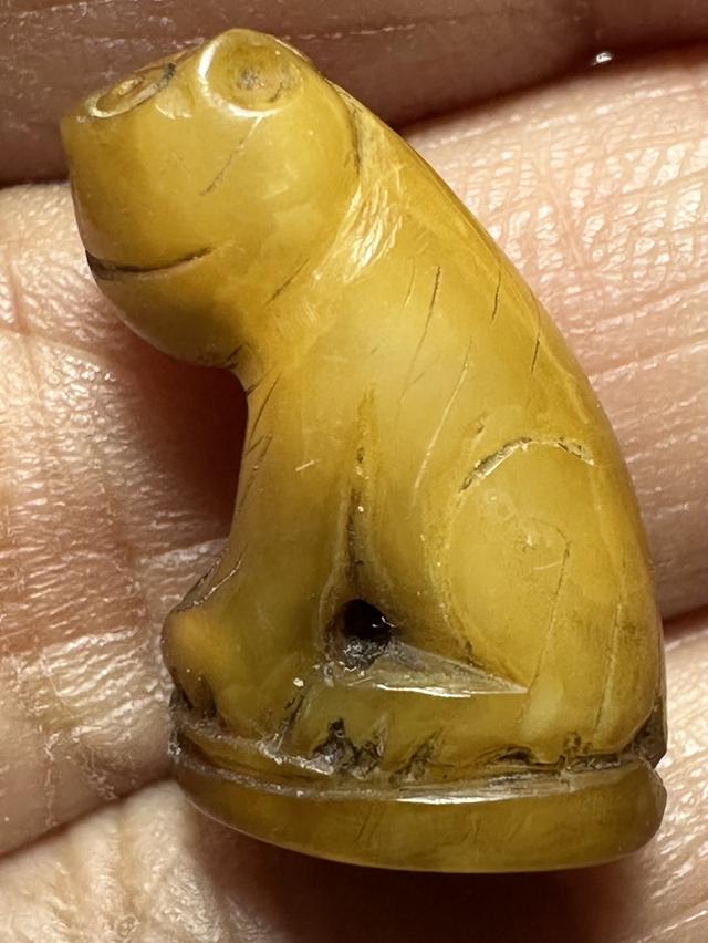 เสือเขี้ยวแกะ มีจาร รอบ 5