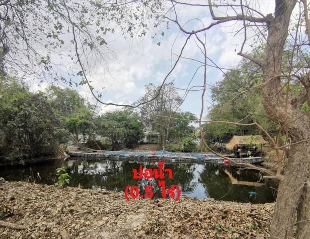 ให้เช่าที่ดินนาป่าชลบุรี ให้เช่าเหมาที่ดินใกล้มอเตอร์เวย์เนื้อที่ 2 ไร่ นาป่า เมืองชลบุรี ที่ดินเหมาะทำการเกษตร แคมป์คนง 5