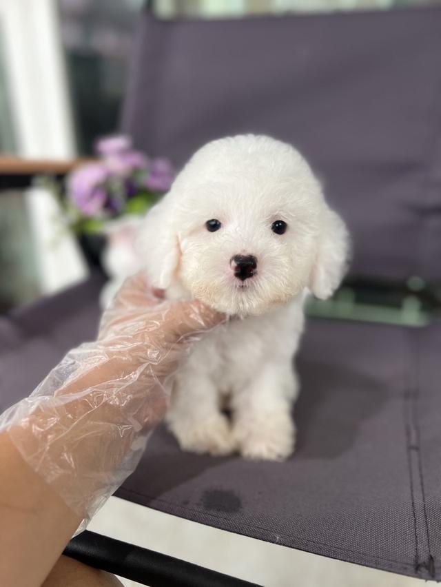 น้องพุดเดิ้ลทอย
