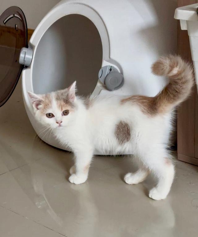 แมว British shorthair 
