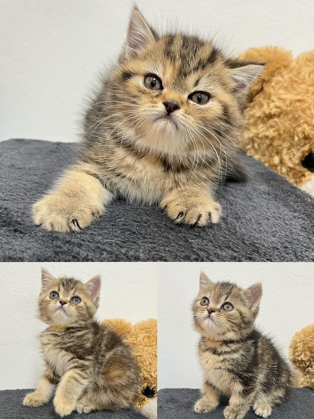 แมว แมว EXO ติกแท้ ขนสั้น