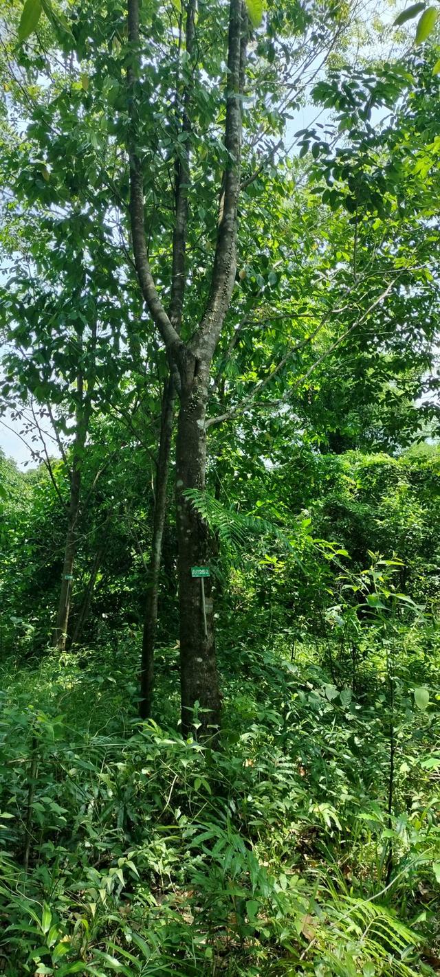 ที่ดินพร้อมไม้หอม พิกัด บ่อไร่ ตราด 103 ไร่