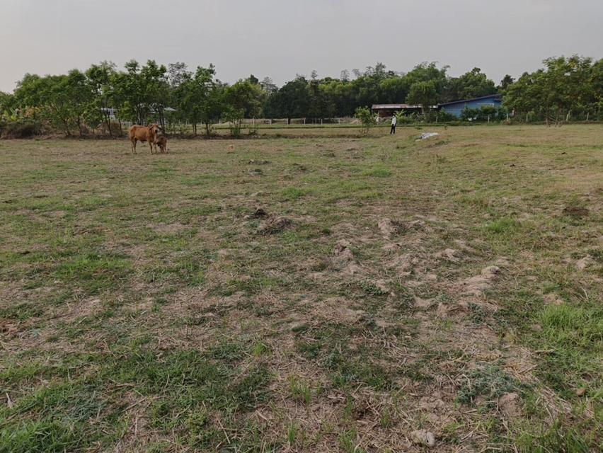 ขายที่ดินแปลงใหญ่ บ้านทุ่งขุนน้อย อุบลราชธานี ** เพียง 1.5 ลบ. ฟรีโอน ** (N.2029) 9